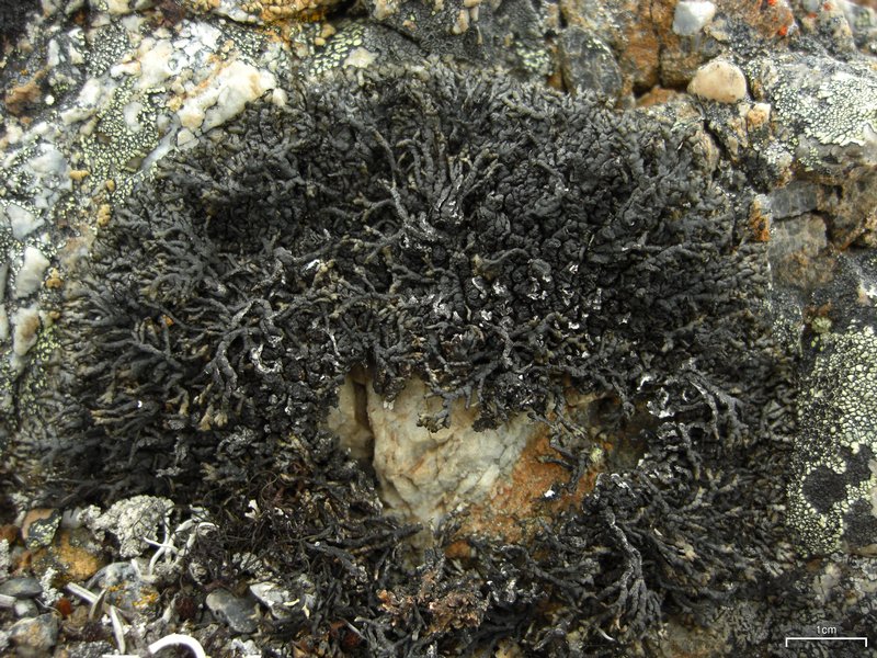 Allantoparmelia alpicola