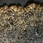 Allantoparmelia alpicola