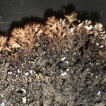 Allantoparmelia alpicola