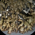 Allantoparmelia alpicola