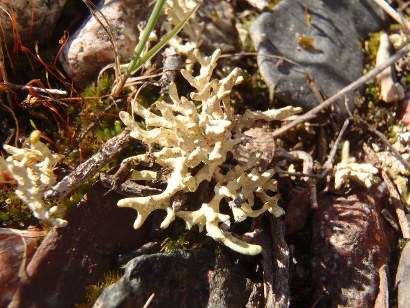Dactylina madreporiformis