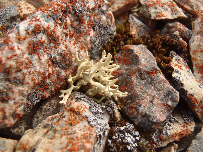 Dactylina madreporiformis