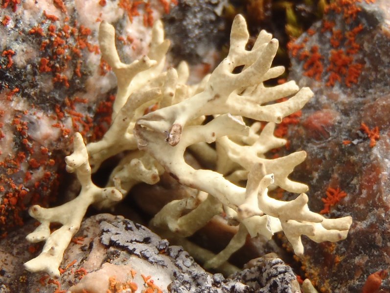 Dactylina madreporiformis