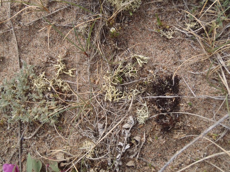 Dactylina madreporiformis