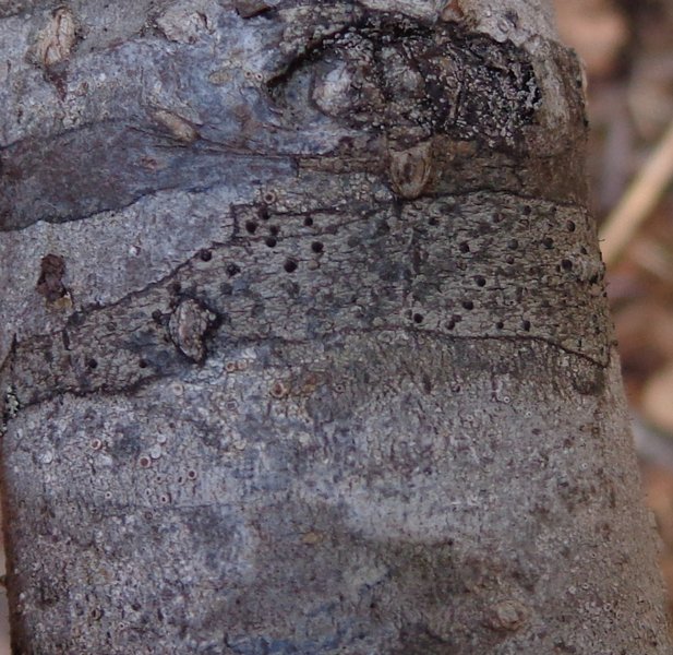 Buellia polyspora