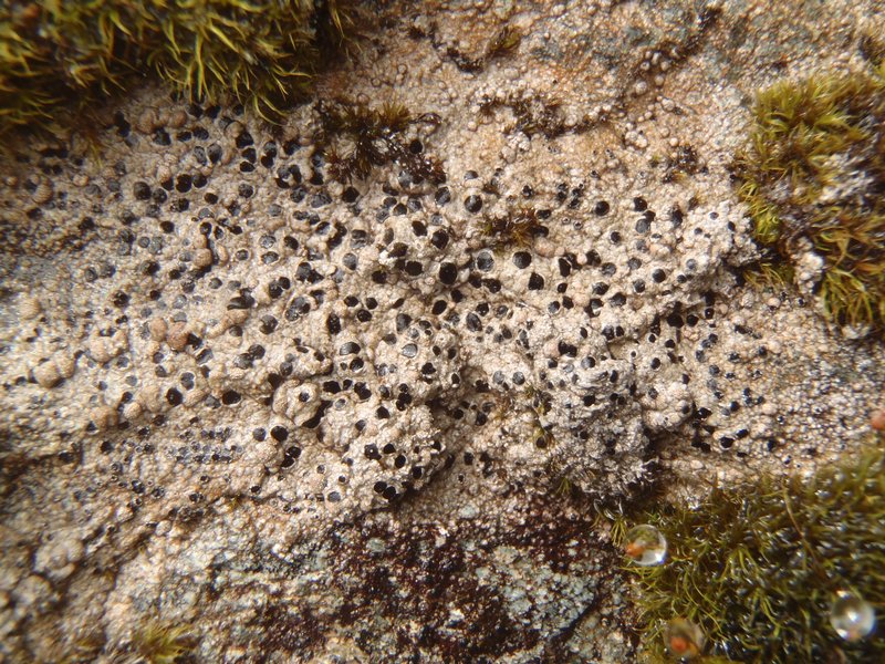 Amygdalaria continua