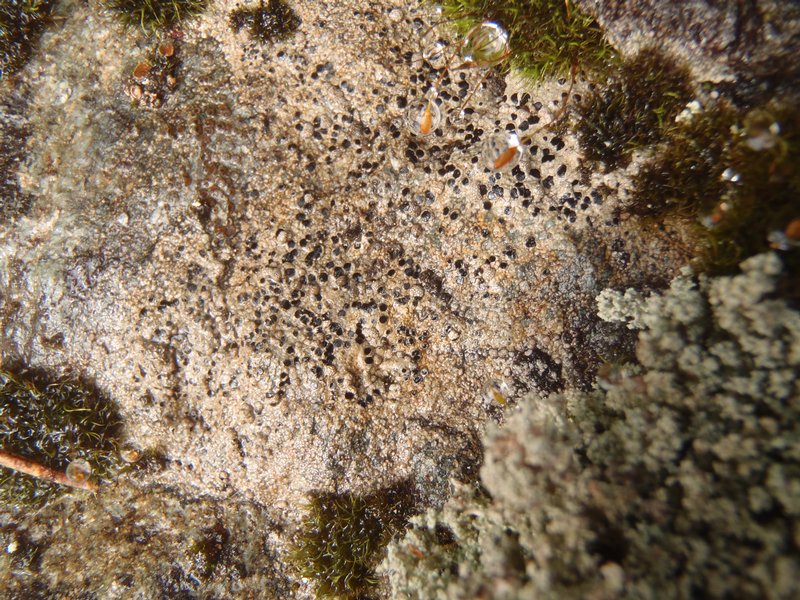 Amygdalaria continua