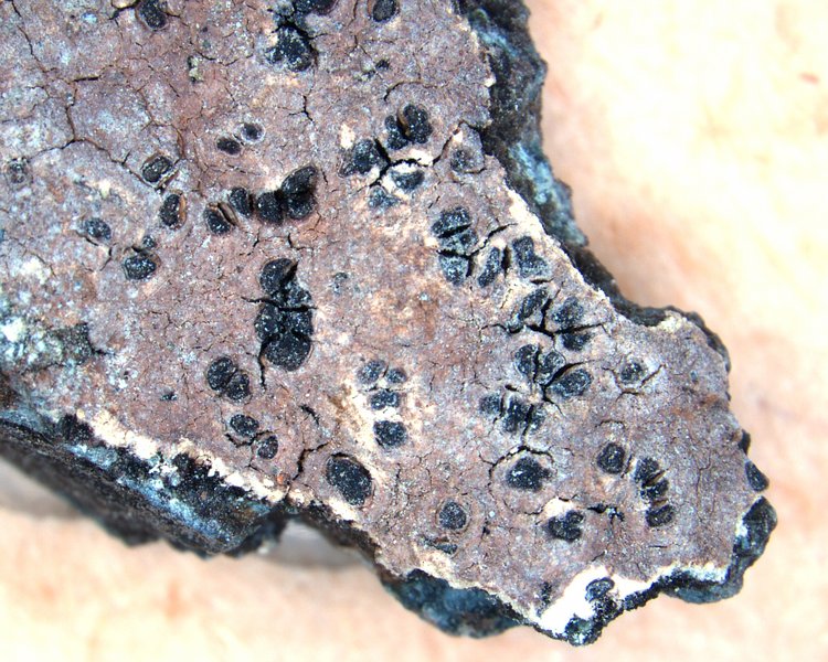 Amygdalaria continua