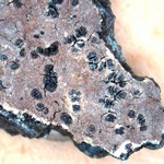 Amygdalaria continua