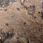 Amygdalaria panaeola