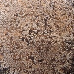 Amygdalaria panaeola