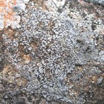 Amygdalaria panaeola