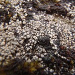 Amygdalaria pelobotryon