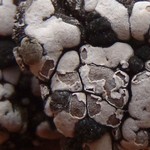 Amygdalaria subdissentiens