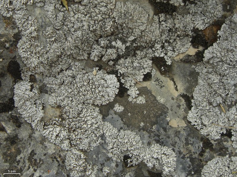Anaptychia elbursiana