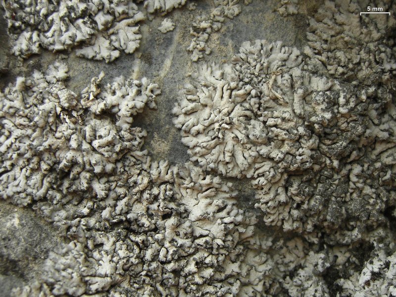 Anaptychia elbursiana
