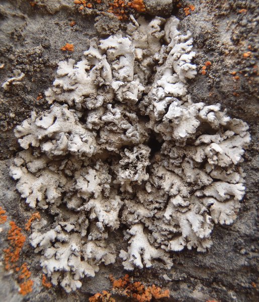 Anaptychia elbursiana