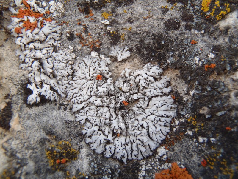 Anaptychia elbursiana