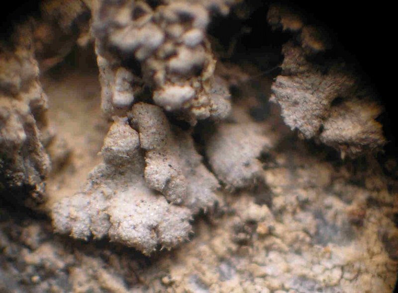 Anaptychia elbursiana