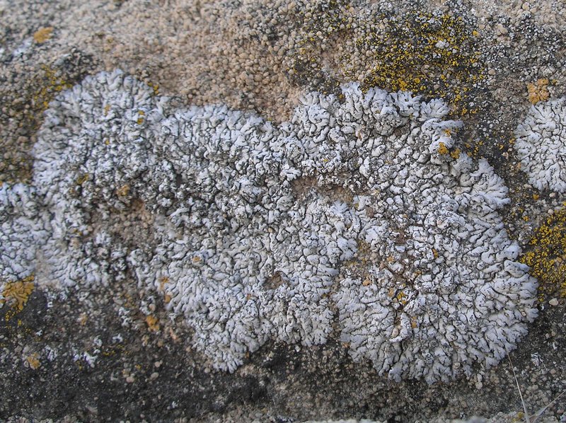 Anaptychia elbursiana