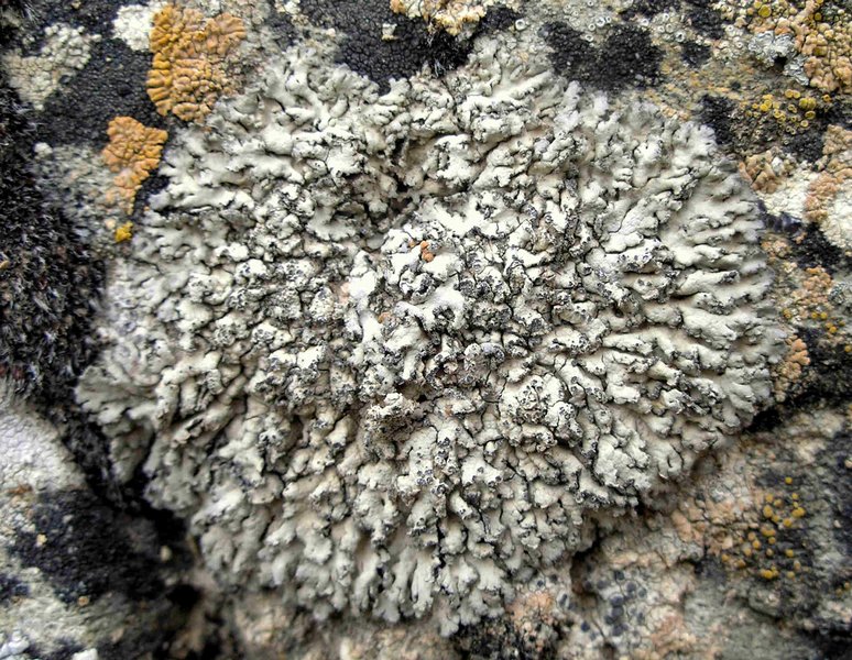 Anaptychia elbursiana
