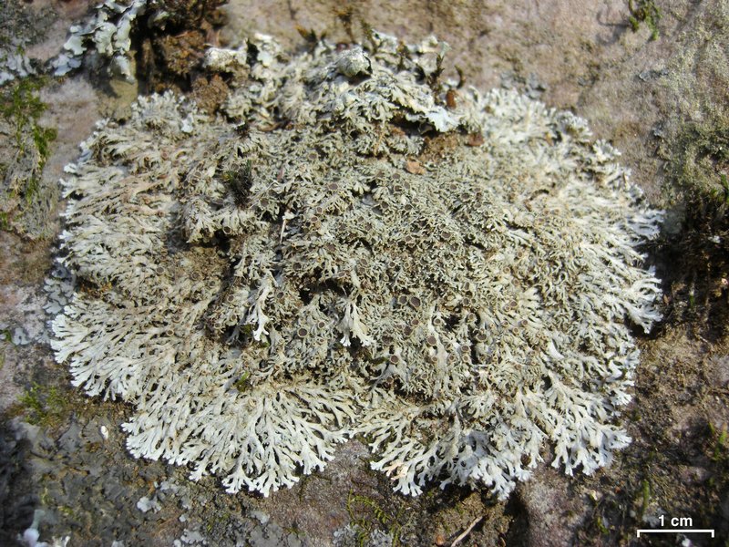 Anaptychia palmulata