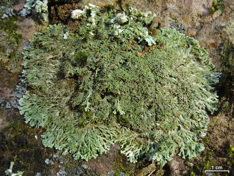 Anaptychia palmulata