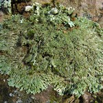 Anaptychia palmulata