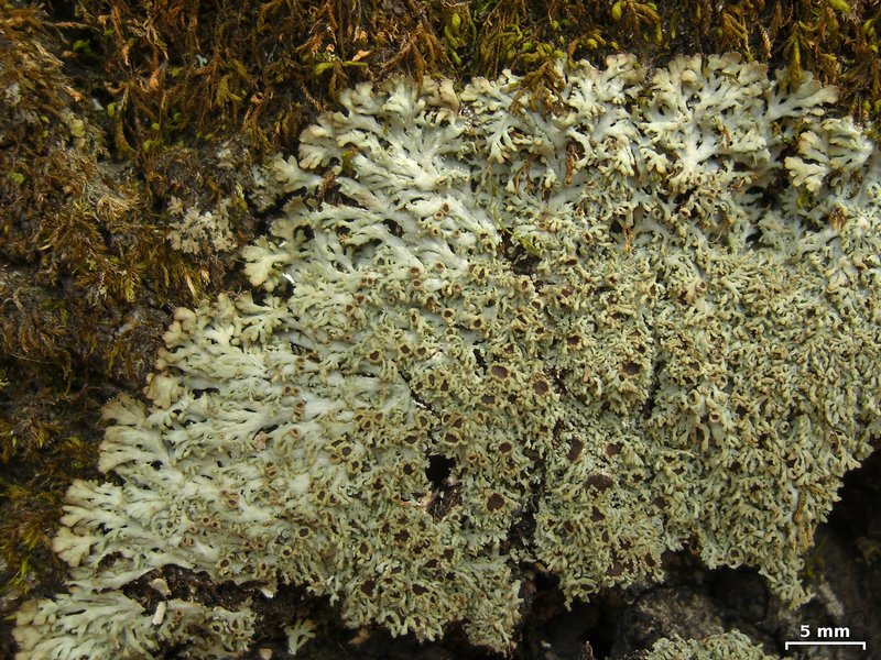 Anaptychia palmulata