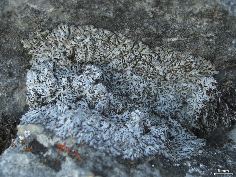 Anaptychia ulotrichoides