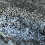 Anaptychia ulotrichoides