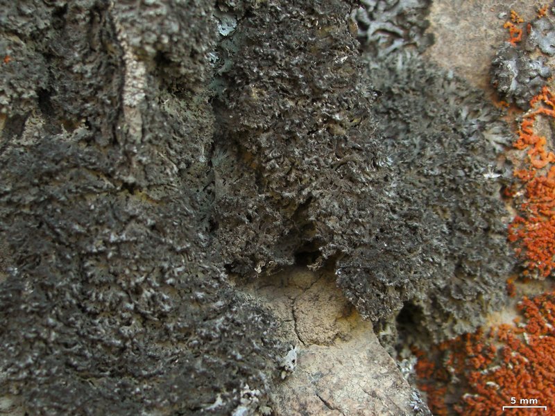 Anaptychia ulotrichoides