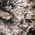 Anaptychia ulotrichoides