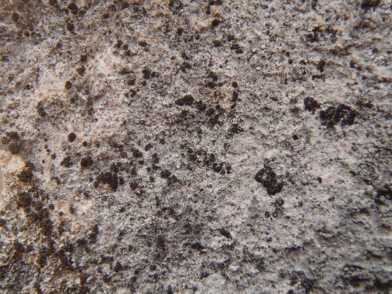 Anema decipiens