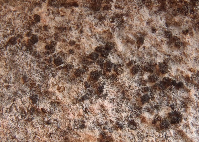 Anema decipiens