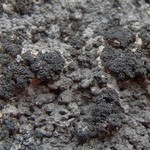Anema nodulosum