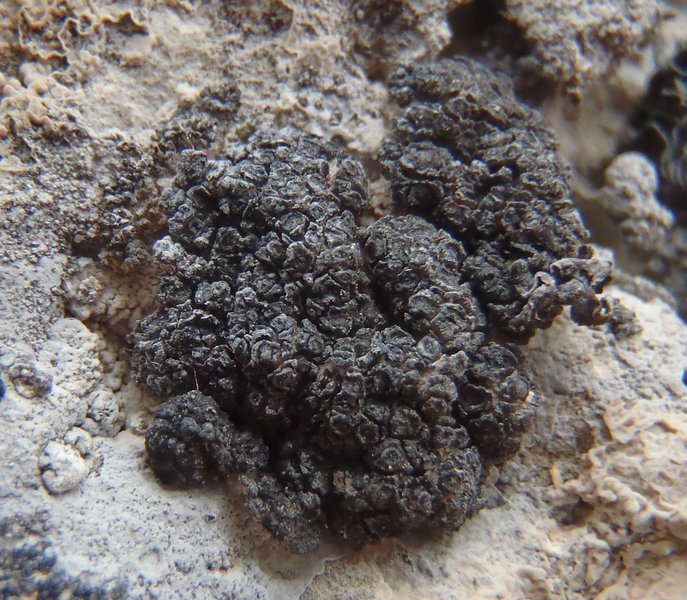 Anema nummularium