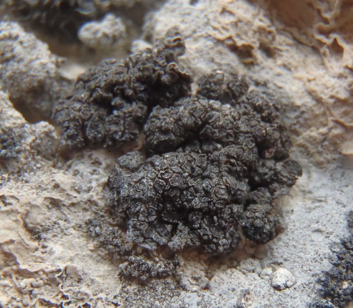 Anema nummularium