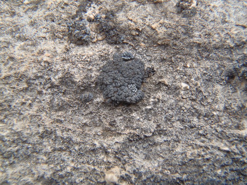 Anema nummularium