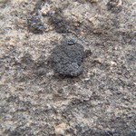 Anema nummularium
