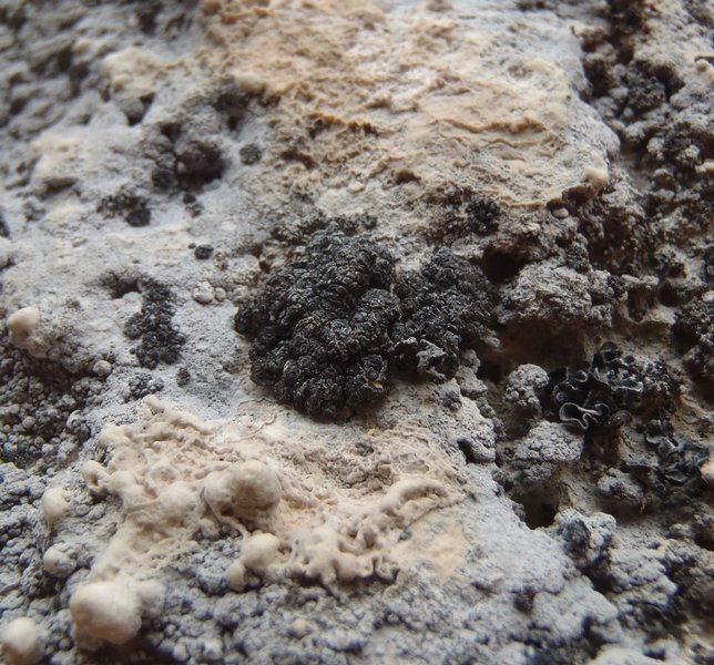 Anema nummularium