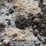 Anema nummularium