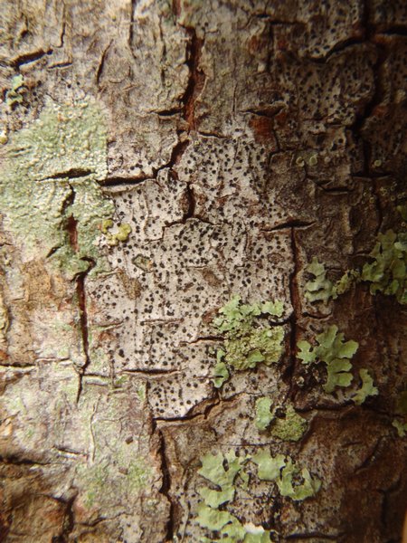 Anisomeridium biforme