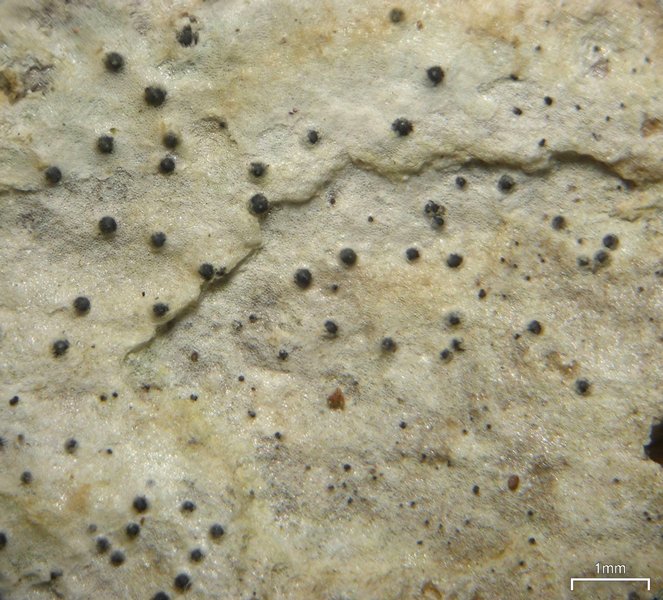 Anisomeridium polypori