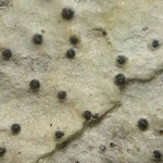 Anisomeridium polypori