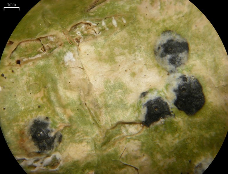 Anthracothecium prasinum
