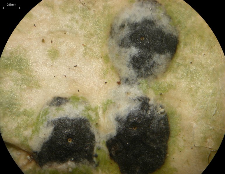 Anthracothecium prasinum