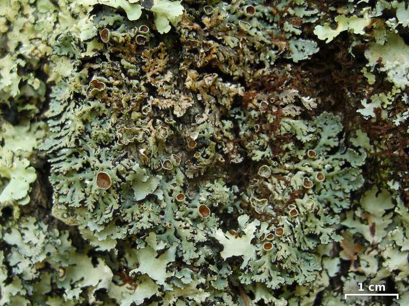 Anzia colpodes