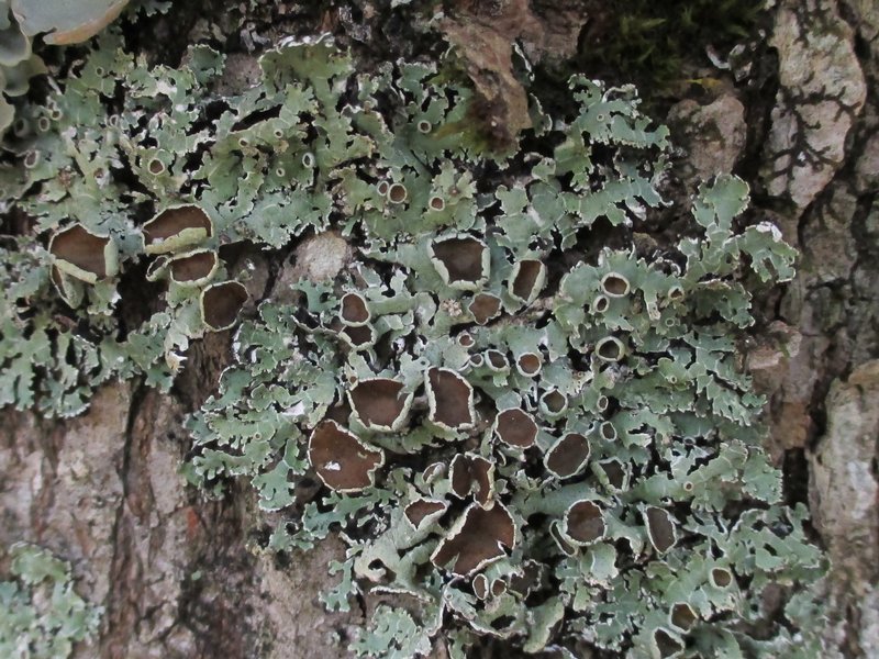 Anzia colpodes