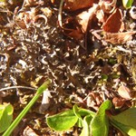 Cetraria nigricascens